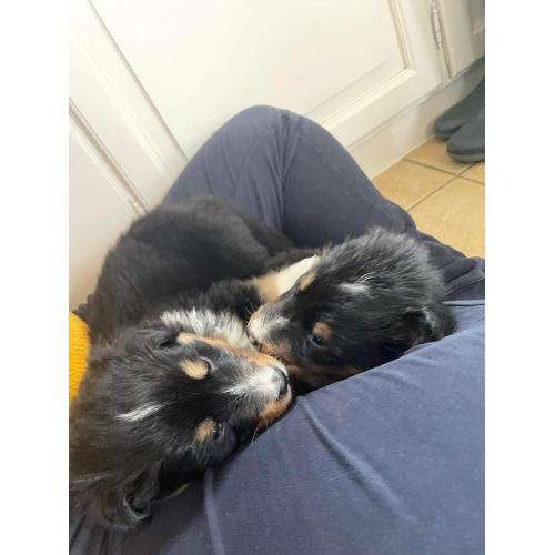 Berner sennen x schotse collie pups