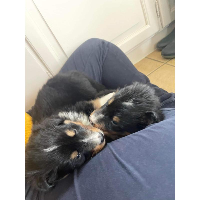 Berner sennen x schotse collie pups