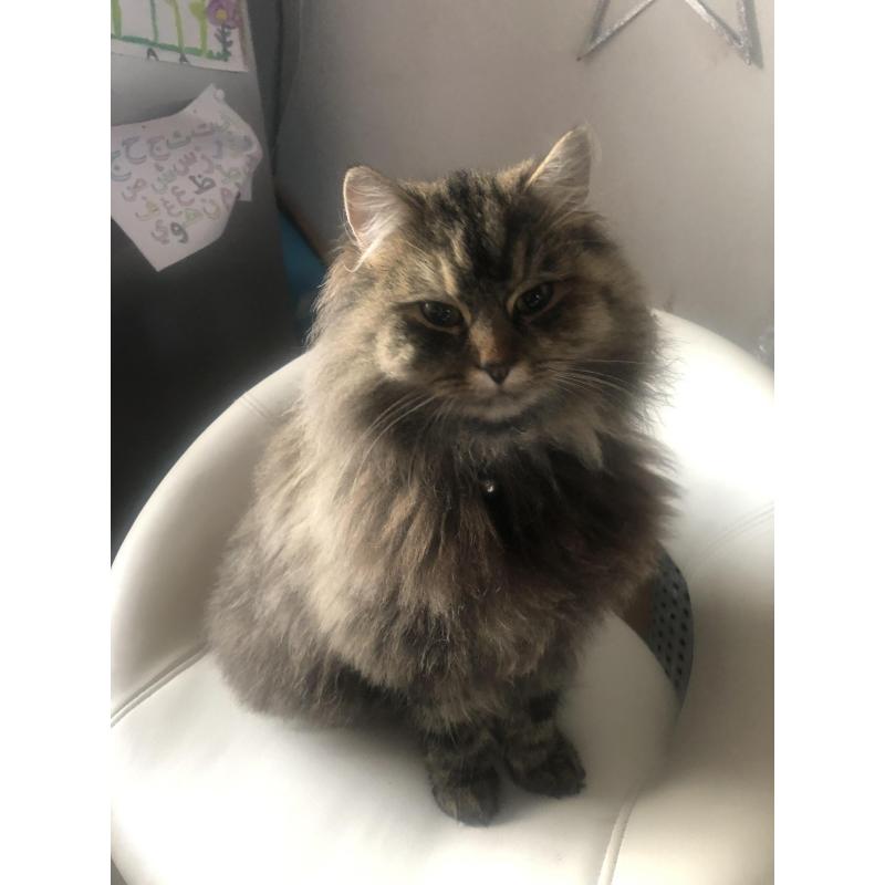 Siberische boskat kittens