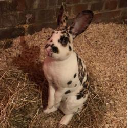Rex dalmatiër tricolors jonge dieren