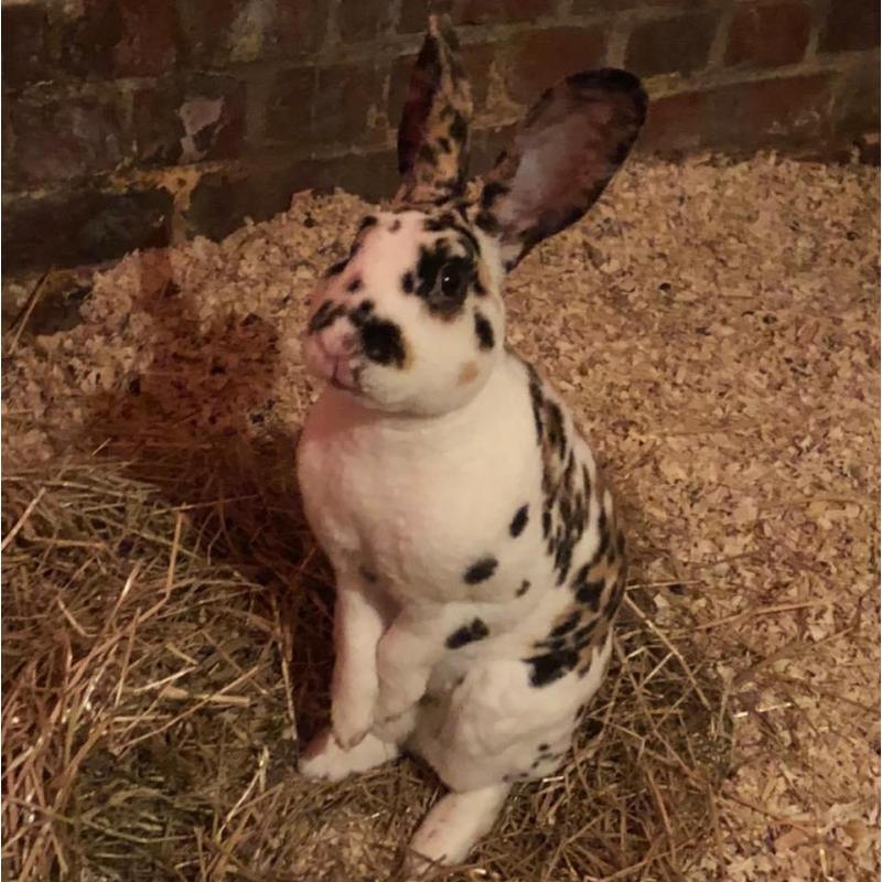 Rex dalmatiër tricolors jonge dieren