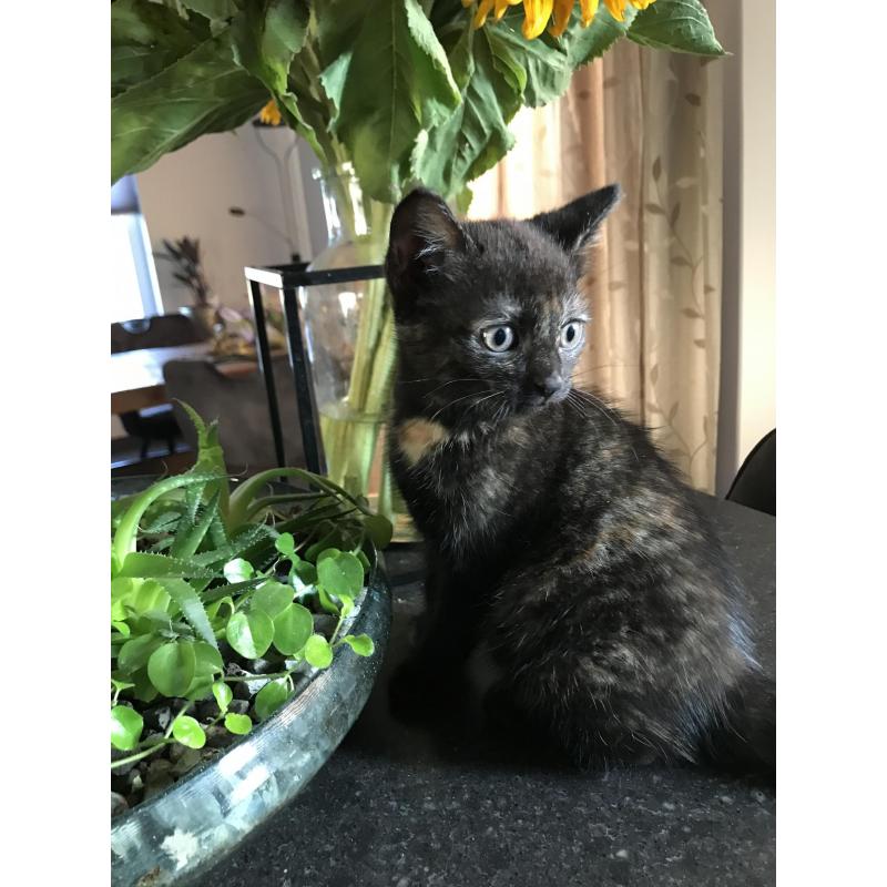 4 kittens