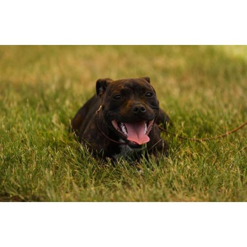 Engelse Staffordshire bullterrier