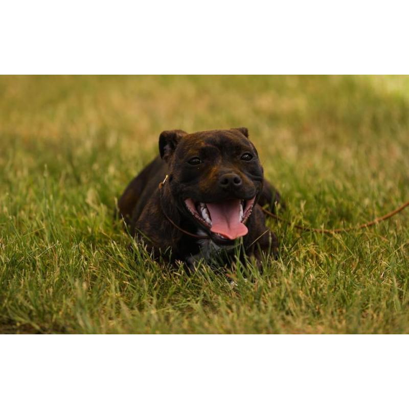 Engelse Staffordshire bullterrier