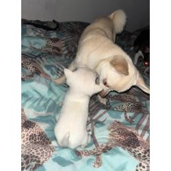 Chihuahua pups