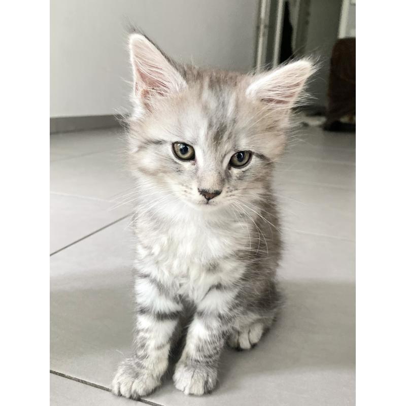 Maine coon kitten 650€