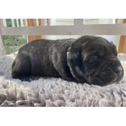 Cane Corso Pups