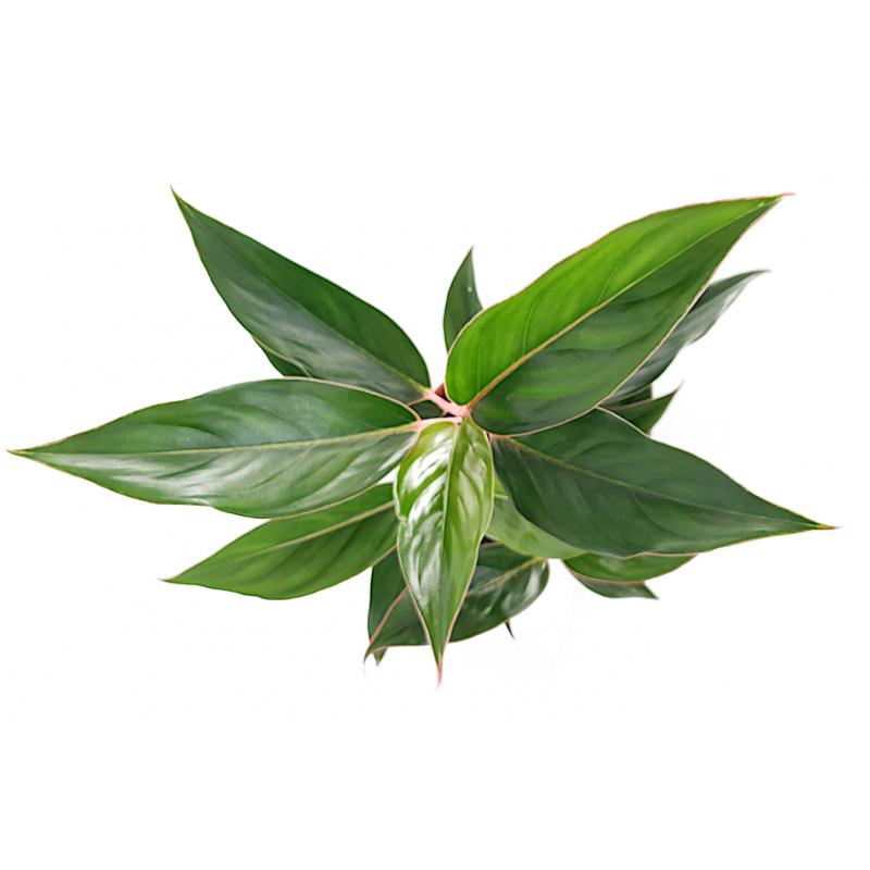 Aglaonema - planten - kamerplanten