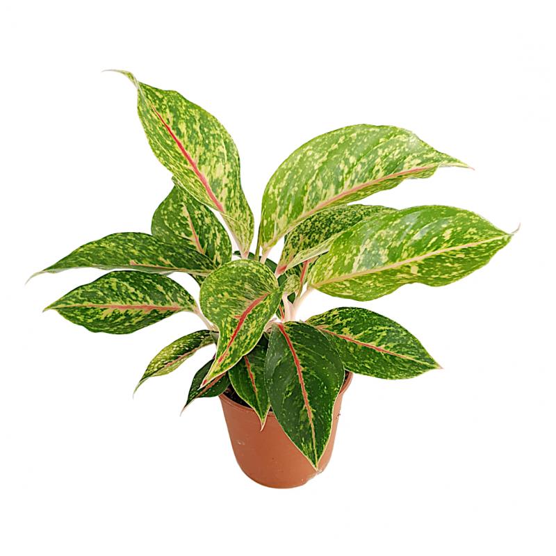 Aglaonema - planten - kamerplanten