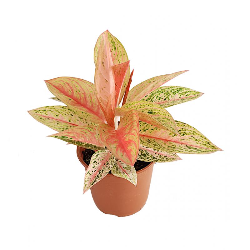 Aglaonema - planten - kamerplanten