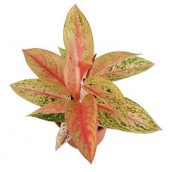 Aglaonema - planten - kamerplanten