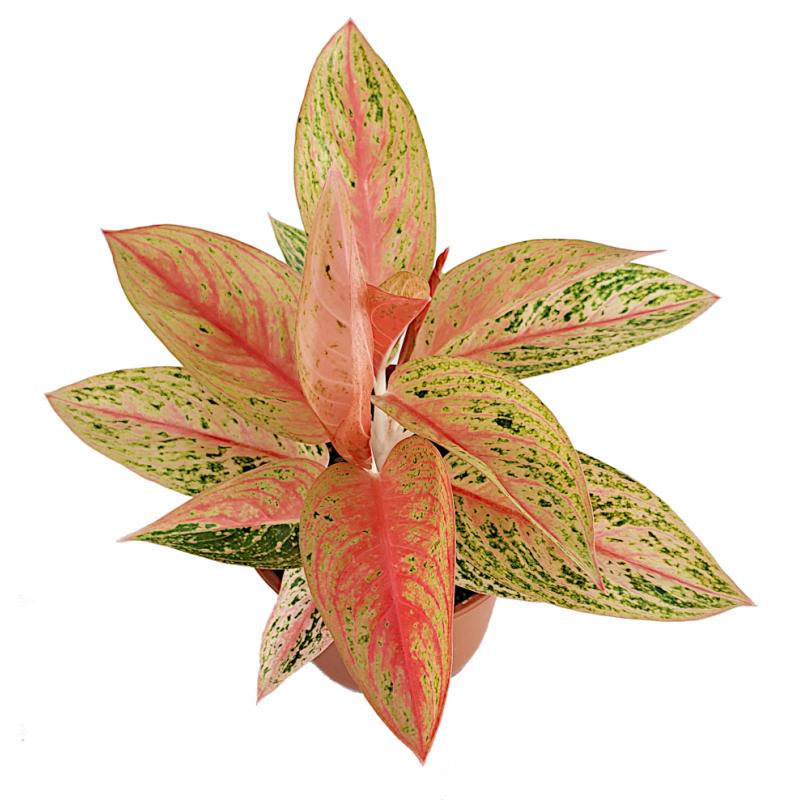 Aglaonema - planten - kamerplanten