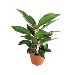 Aglaonema - planten - kamerplanten
