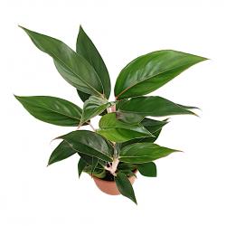 Aglaonema - planten - kamerplanten