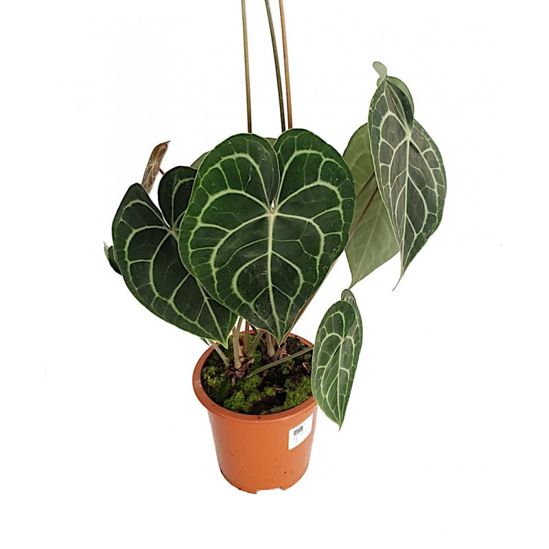 Anthurium clarinervium - planten - kamerplanten