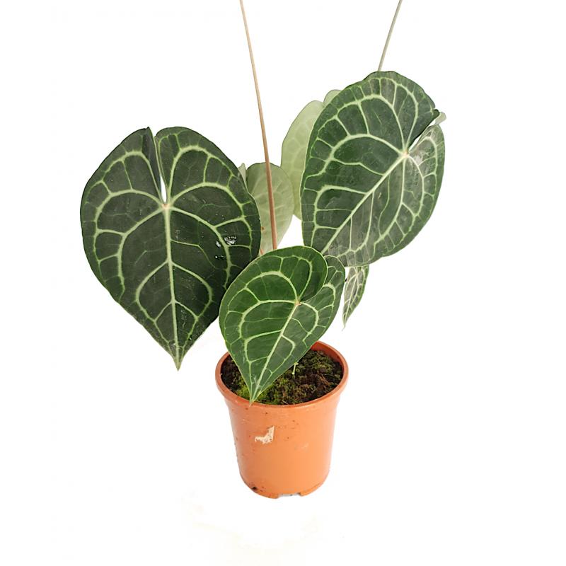 Anthurium clarinervium - planten - kamerplanten