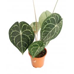 Anthurium clarinervium - planten - kamerplanten
