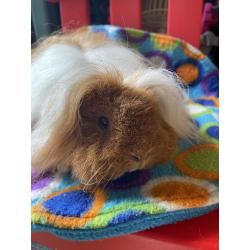 Cavia Alpaca zeug rood/wit