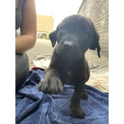 Kruising Newfoundlander , xl bully pups