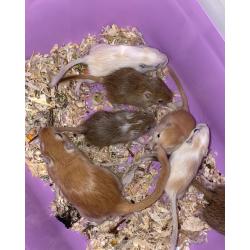 Gerbils