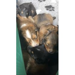 Berner sennen x schotse collie pups