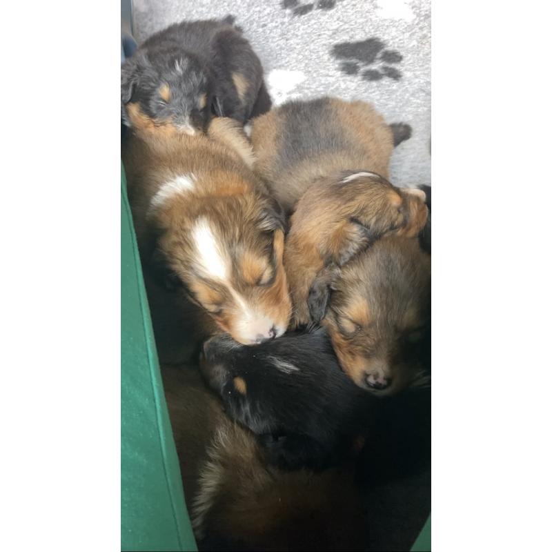 Berner sennen x schotse collie pups