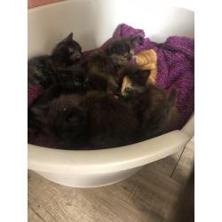Siberische boskat kittens