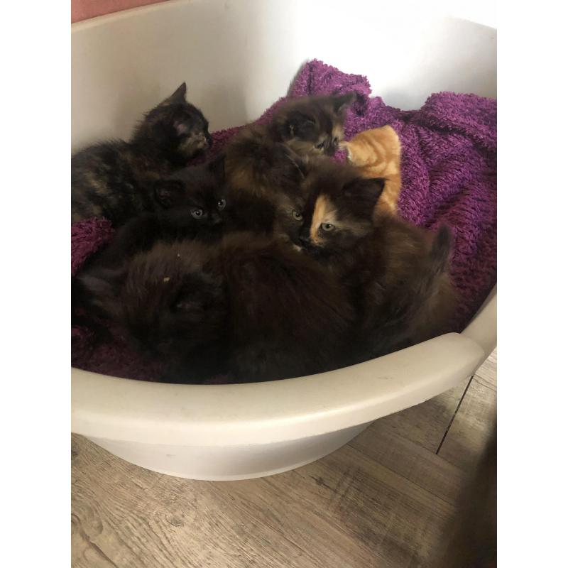 Siberische boskat kittens