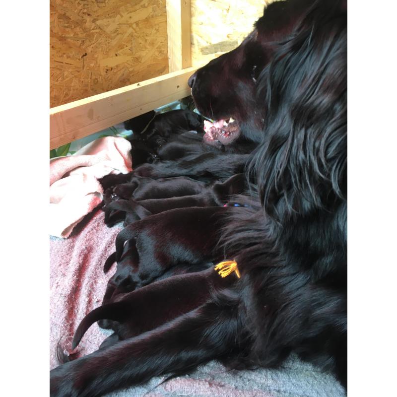 Puppy’s Flatcoated retriever