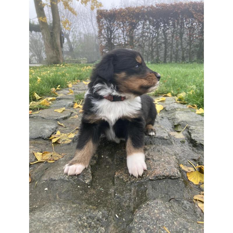 Berner sennen x schotse collie pups