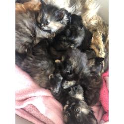 Siberische boskat kittens