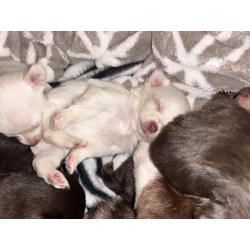 Chihuahua pups