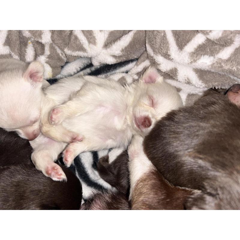 Chihuahua pups