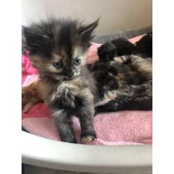 Siberische boskat kittens