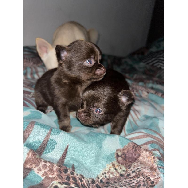 Chihuahua pups