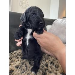 Te koop, prachtige labradoodle pups