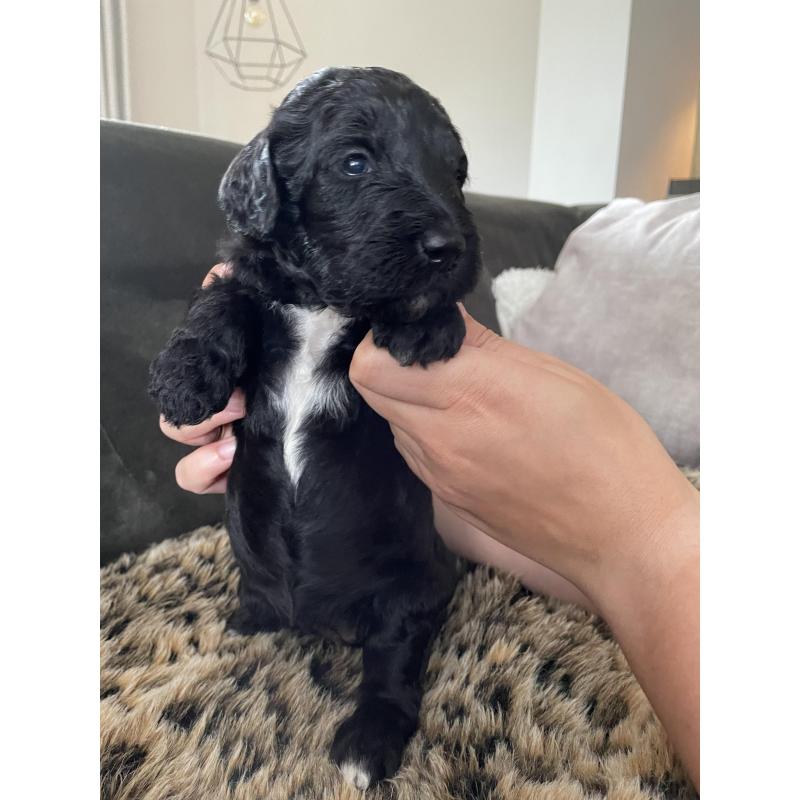 Te koop, prachtige labradoodle pups
