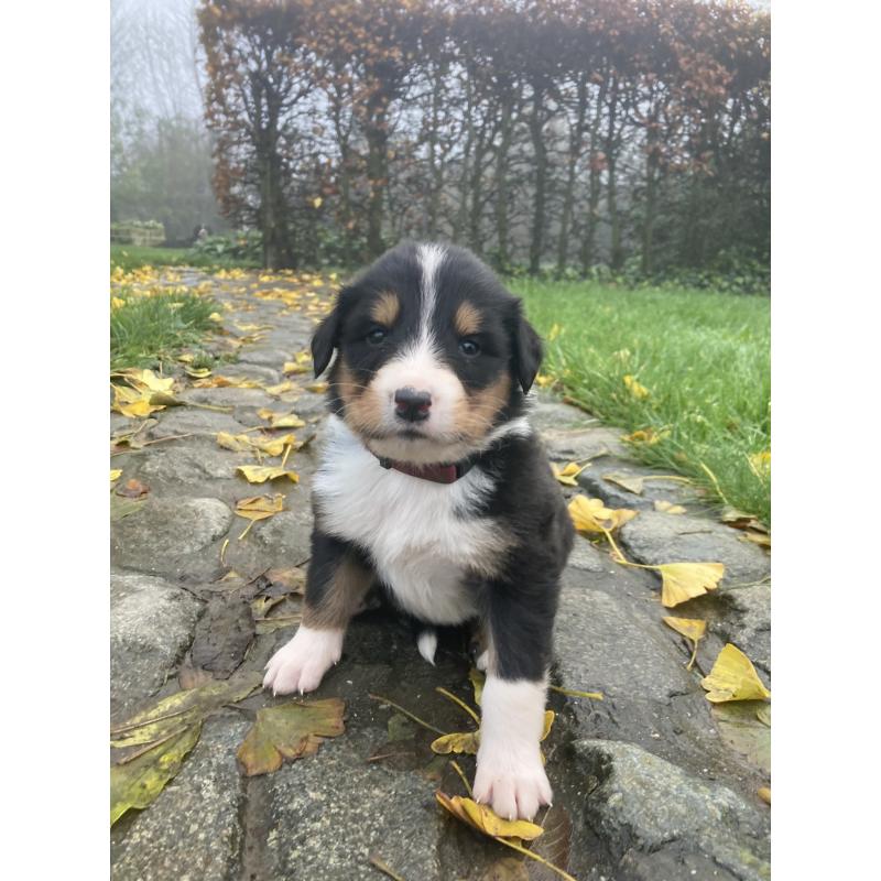 Berner sennen x schotse collie pups