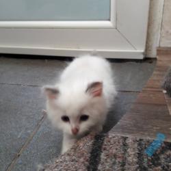 Ragdoll kitten