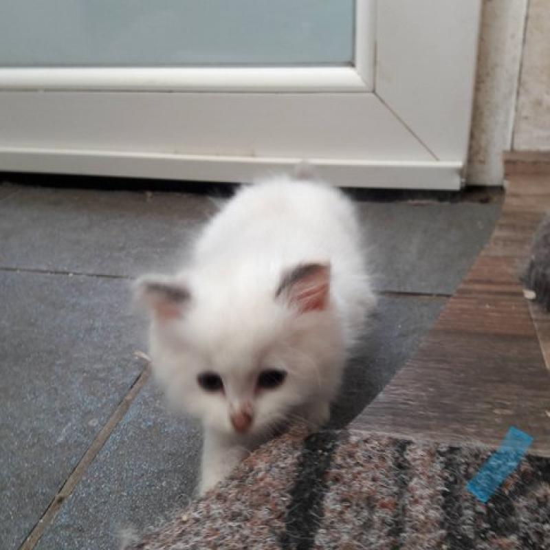 Ragdoll kitten