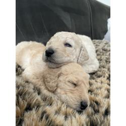 Te koop, prachtige labradoodle pups