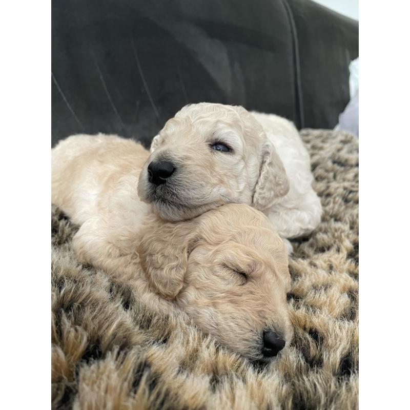 Te koop, prachtige labradoodle pups