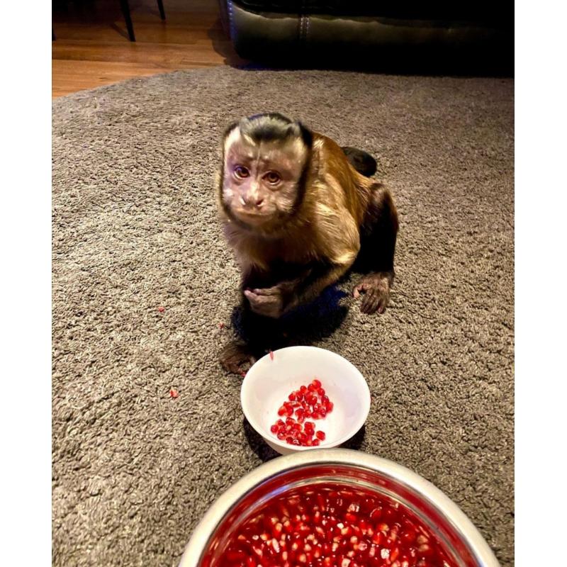 Beautiful beautiful capuchin monkey available