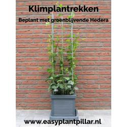 klimplantrek modellen 2021 rozen clematis jasmijn