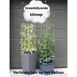 klimplantrek modellen 2021 rozen clematis jasmijn