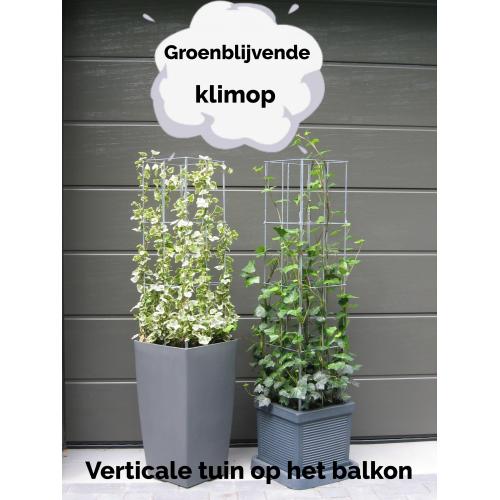 klimplantrek modellen 2021 rozen clematis jasmijn