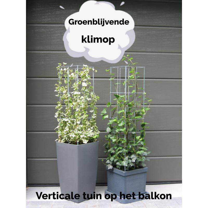 klimplantrek modellen 2021 rozen clematis jasmijn