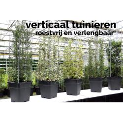 PLANTREKKEN voor tomatenplanten tomaten