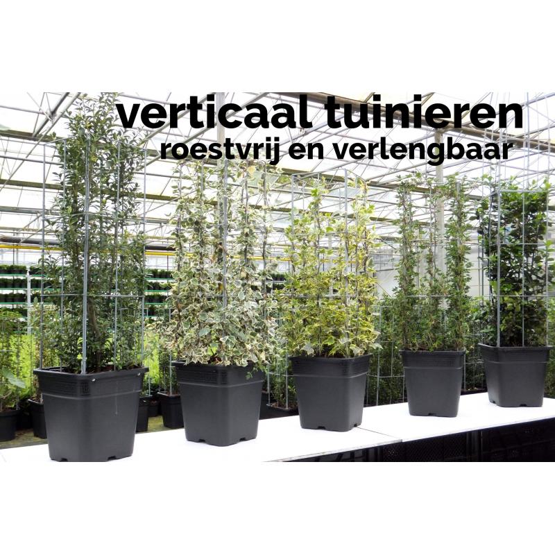 PLANTREKKEN voor tomatenplanten tomaten