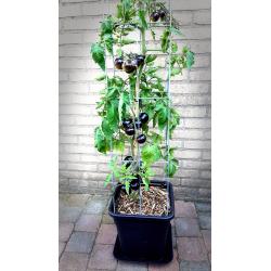 TOMATEN plantrekken plantenrekken voor tomatenplanten